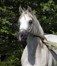 Amal Al Badia ( Al Adeed Al Shaqab x SA Alaa Sashay )