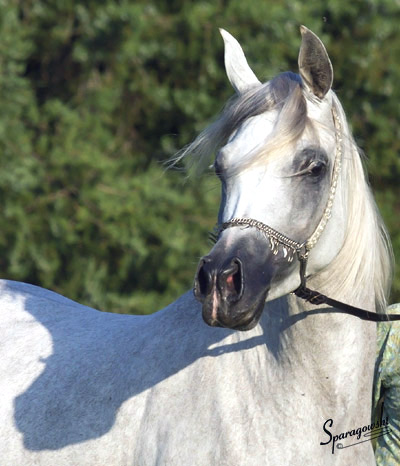 Amal Al Badia ( Al Adeed Al Shaqab x SA Alaa Sashay )
