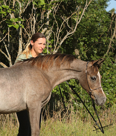 Amal Al Badia ( Al Adeed Al Shaqab x SA Alaa Sashay )