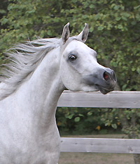 Faras Al Badia ( Ansata Sheikh Halim x Safina Al Badia )