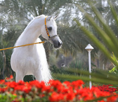 Ansata Hejazi ( Ansata Halim Shah x Ansata Sudarra )