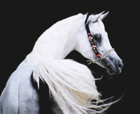 Ansata Hejazi ( Ansata Halim Shah x Ansata Sudarra )