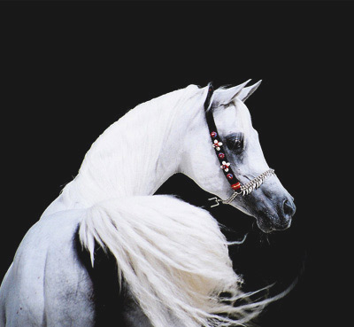 Ansata Hejazi ( Ansata Halim Shah x Ansata Sudarra )