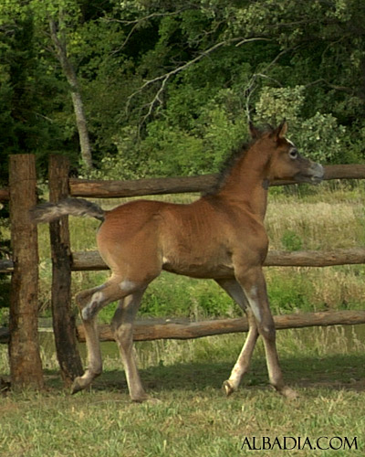 Ghazal Al Badia ( Laheeb Al Nasser x Hanaa Al Badia )