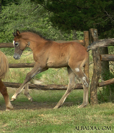 Ghazal Al Badia ( Laheeb Al Nasser x Hanaa Al Badia )