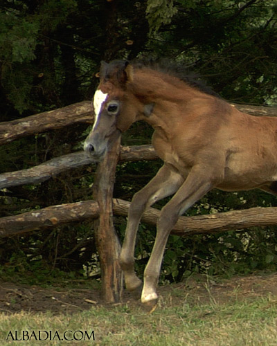 Ghazal Al Badia ( Laheeb Al Nasser x Hanaa Al Badia )