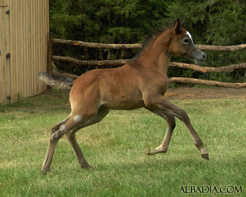 Ghazal Al Badia ( Laheeb Al Nasser x Hanaa Al Badia )