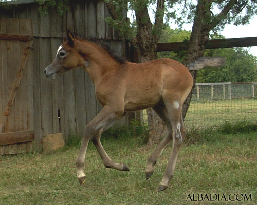 Ghazal Al Badia ( Laheeb Al Nasser x Hanaa Al Badia )