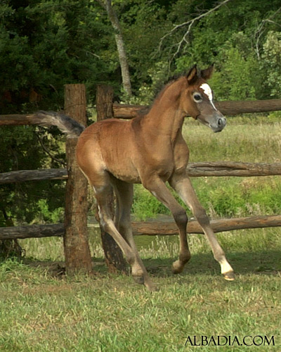 Ghazal Al Badia ( Laheeb Al Nasser x Hanaa Al Badia )