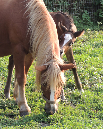 Ghazal Al Badia ( Laheeb Al Nasser x Hanaa Al Badia )