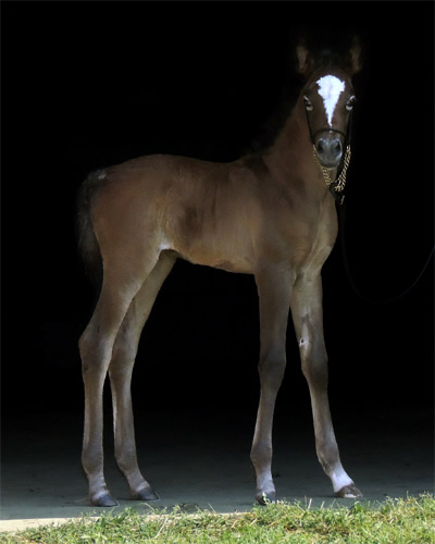 Ghazal Al Badia ( Laheeb Al Nasser x Hanaa Al Badia )