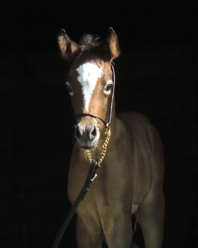 Ghazal Al Badia ( Laheeb Al Nasser x Hanaa Al Badia )