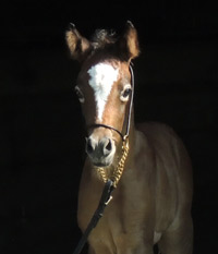 Ghazal Al Badia ( Laheeb Al Nasser x Hanaa Al Badia )