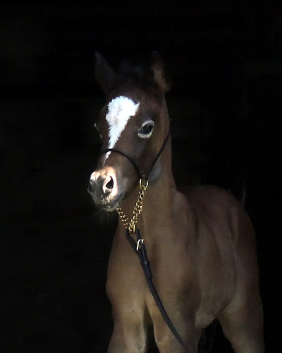 Ghazal Al Badia ( Laheeb Al Nasser x Hanaa Al Badia )