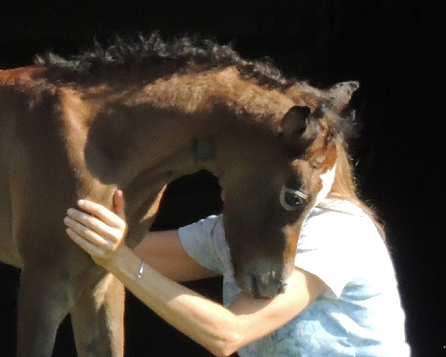 Ghazal Al Badia ( Laheeb Al Nasser x Hanaa Al Badia )