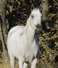 Hala Al Badia ( Kamal Ibn Adeed x Hanaa Al Badia )