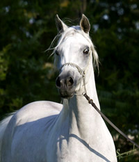 Hanaa Al Badia ( Al Adeed Al Shaqab x Shadenn )