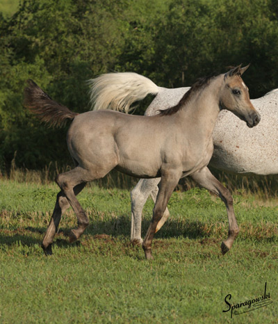 Hanaa Al Badia ( Al Adeed Al Shaqab x Shadenn )