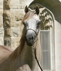 Ahmar Ibn Adeed ( Al Adeed Al Shaqab x Savannah CC )