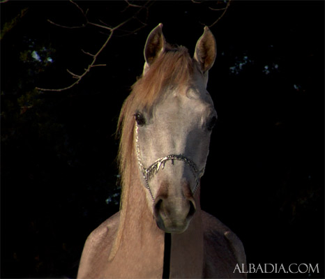 Namir Al Nazarra ( Ansata Sinan x BSA Nazarra )
