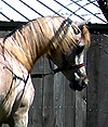 Namir Al Nazarra ( Ansata Sinan x BSA Nazarra )
