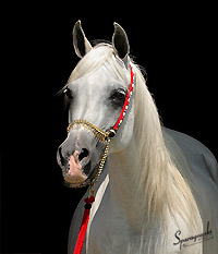 Safina Al Badia ( Al Adeed Al Shaqab x Ramses Effendi )