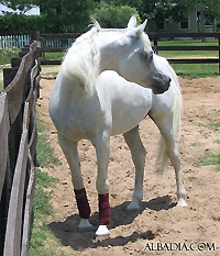 Al Adeed Al Shaqab ( Ansata Halim Shah x Sundar Alisayyah )