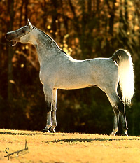 Prince Ibn Shaikh ( Shaikh Al Badi x RDM Maar Hala )