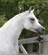 Safina Al Badia ( Al Adeed Al Shaqab x Ramses Effendi )