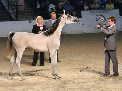 Safina Al Badia ( Al Adeed Al Shaqab x Ramses Effendi )