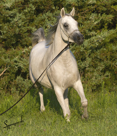 Safina Al Badia ( Al Adeed Al Shaqab x Ramses Effendi )