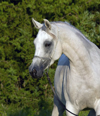 Safina Al Badia ( Al Adeed Al Shaqab x Ramses Effendi )