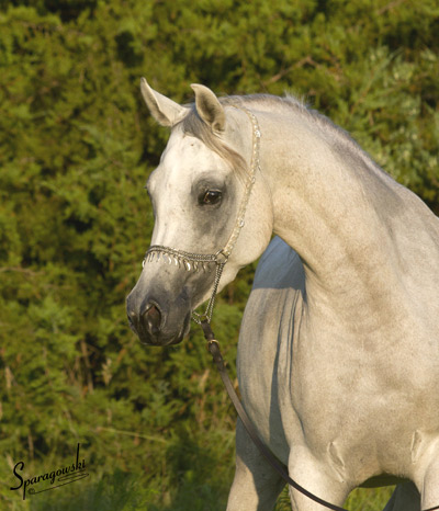 Safina Al Badia ( Al Adeed Al Shaqab x Ramses Effendi )