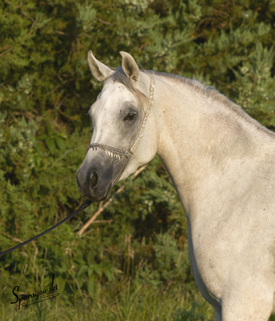 Safina Al Badia ( Al Adeed Al Shaqab x Ramses Effendi )