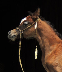 Safir Al Badia ( Laheeb Al Nasser x Amal Al Badia )