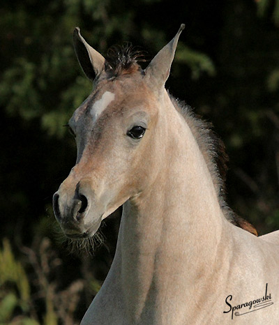 Safina Al Badia ( Al Adeed Al Shaqab x Ramses Effendi )