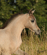 Safina Al Badia ( Al Adeed Al Shaqab x Ramses Effendi )