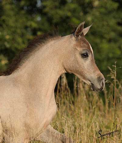 Safina Al Badia ( Al Adeed Al Shaqab x Ramses Effendi )