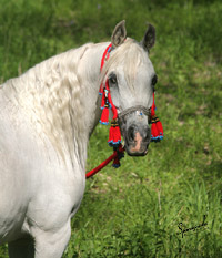 SA Alaa Sashay ( Ali Zaar x Ramses Effendi )