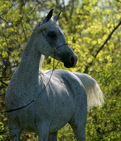 Shadenn ( Shaikh Al Badi x El Sharie )