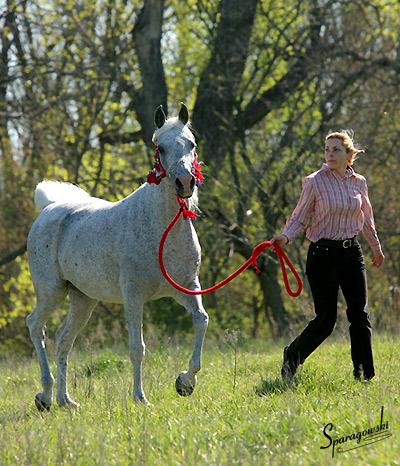 Shadenn ( Shaikh Al Badi x El Sharie )