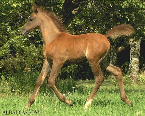 Soufian Al Badia ( Kamal Ibn Adeed x Amal Al Badia )