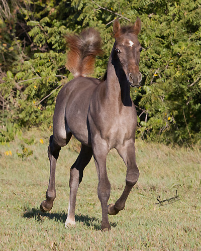 Soufian Al Badia ( Kamal Ibn Adeed x Amal Al Badia )