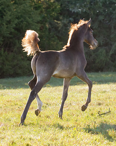 Soufian Al Badia ( Kamal Ibn Adeed x Amal Al Badia )