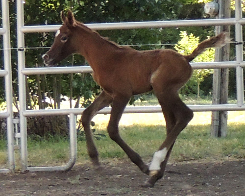 Soufian Al Badia ( Kamal Ibn Adeed x Amal Al Badia )