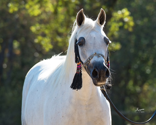 Laheebs Desert Star ( Laheeb x Desert Aura )