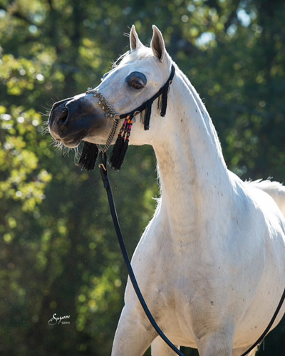 Laheebs Desert Star ( Laheeb x Desert Aura )