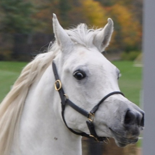 Maleekah Amani ( Makhnificent KA x Nazsina Al Nazarra by Ansata Sinan )