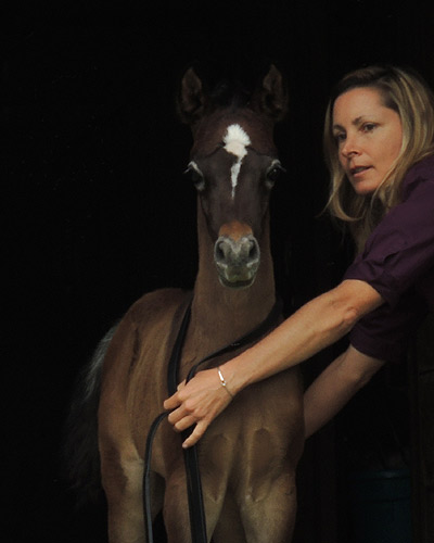 Faras Al Badia ( Ansata Sheikh Halim x Safina Al Badia 
