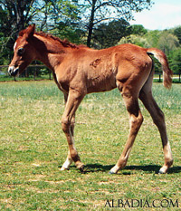 Ansata Nafisa ( Prince Fa Moniet x Ansata Nefara )